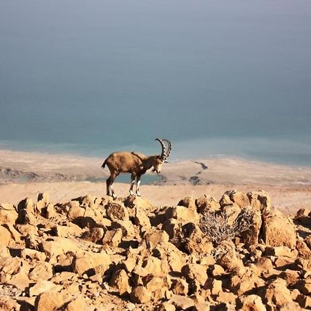 Ein Gedi Rooms Неве-Зоар Экстерьер фото
