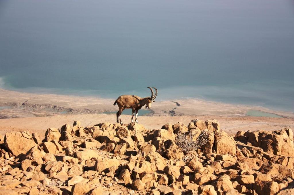 Ein Gedi Rooms Неве-Зоар Экстерьер фото